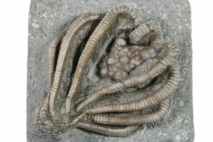 Fossil Crinoid (Agaricocrinus) Crown - Crawfordsville, Indiana #296782